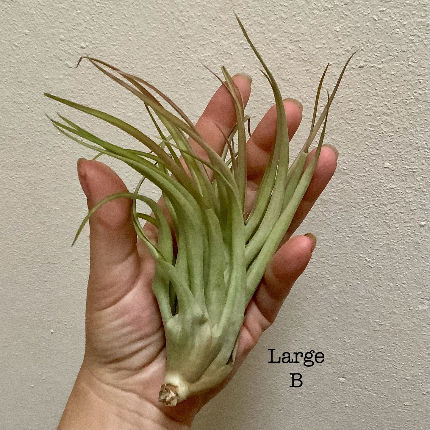 Large Air Plant