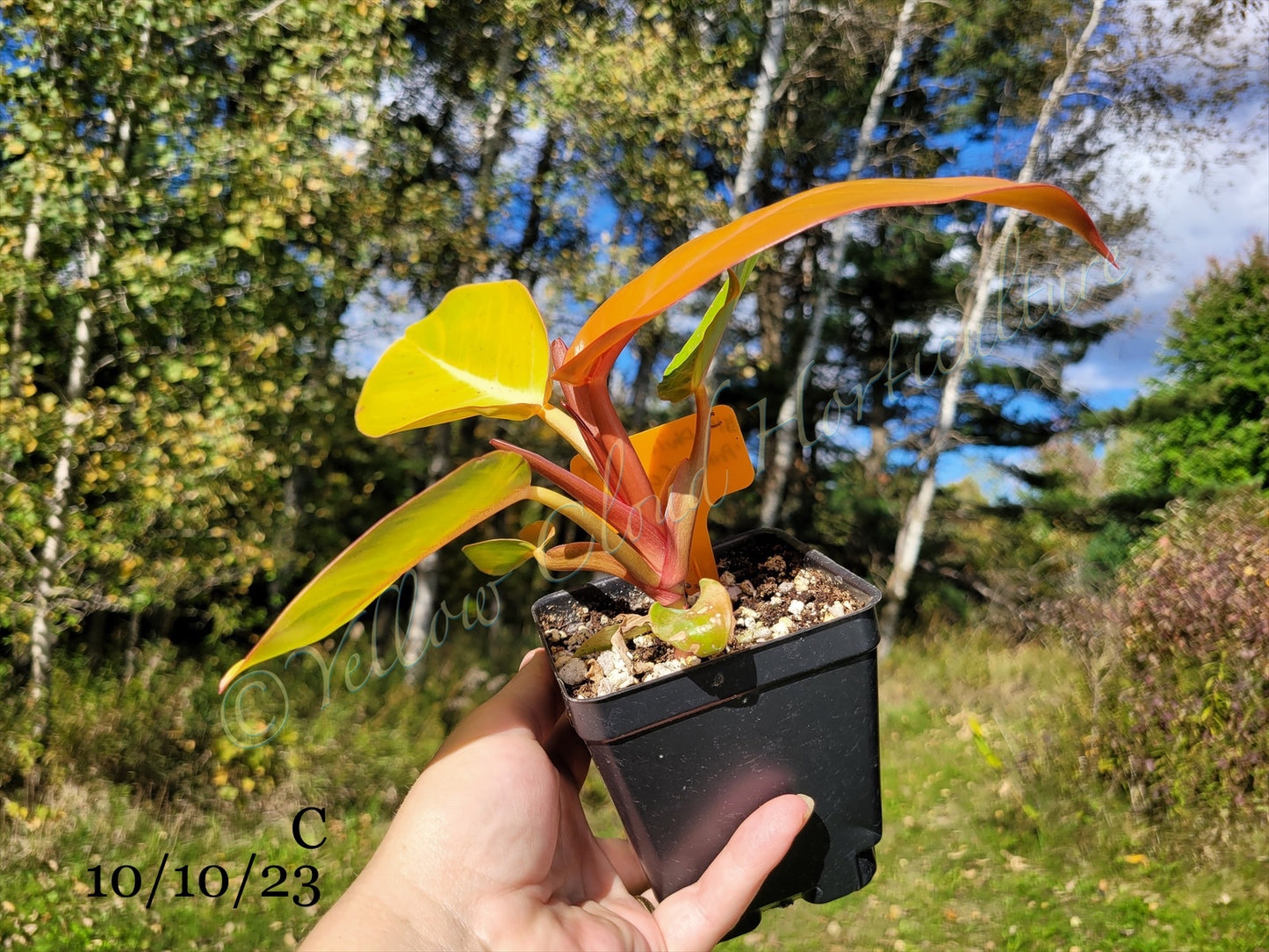 Philodendron Erubescens Prince of Orange