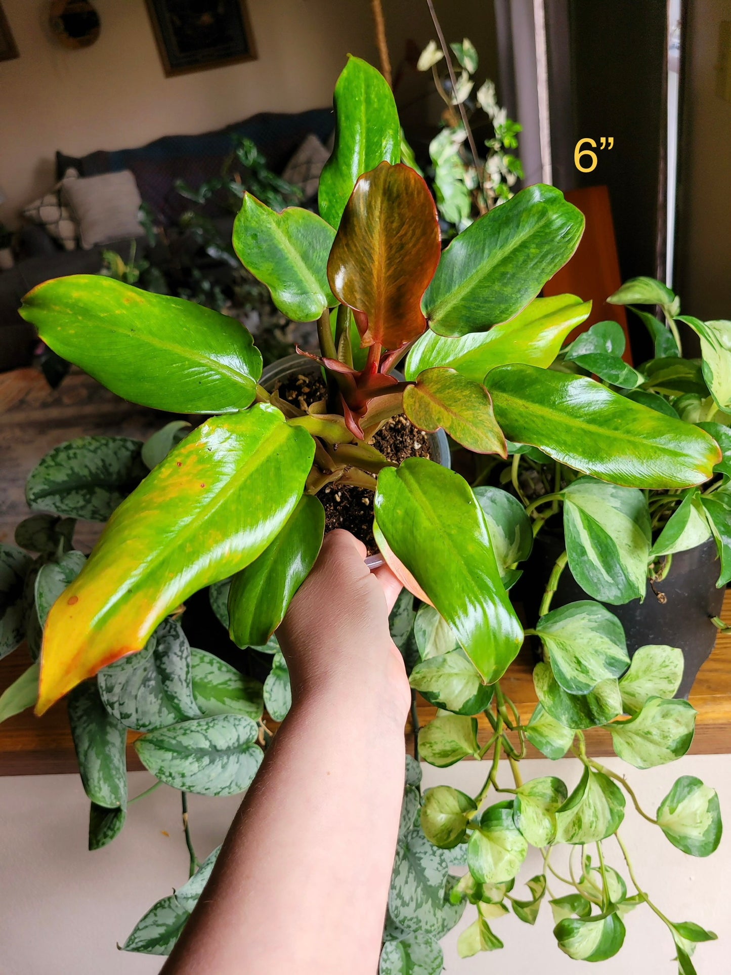 Philodendron 'Orange marmalade' (aka Quadcolor)