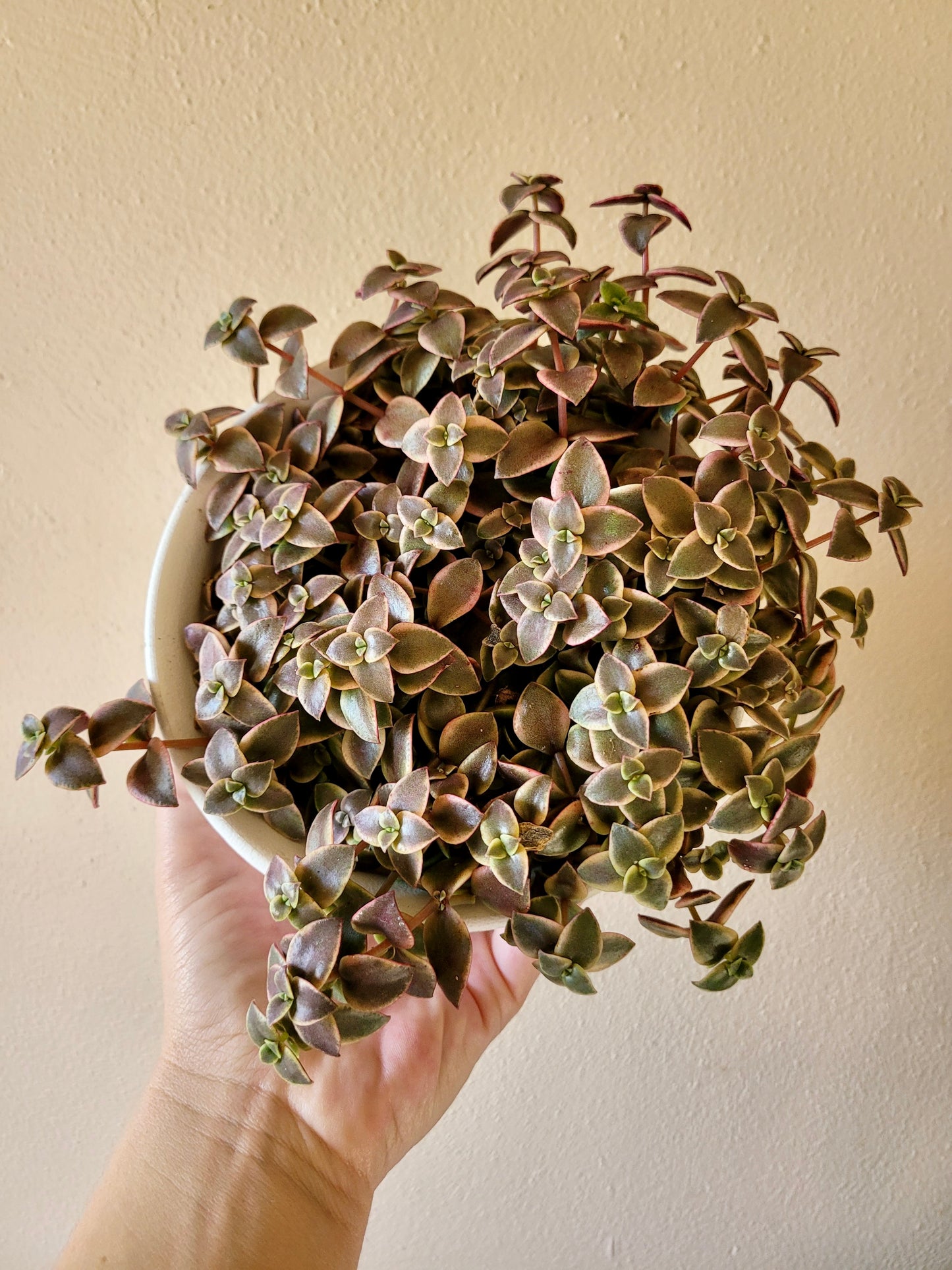 Crassula Pellucida Subsp. Marginalis ‘Rubra’ (“Calico Kittens”)