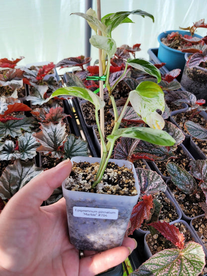Epipremnum pinnatum ‘Marble’