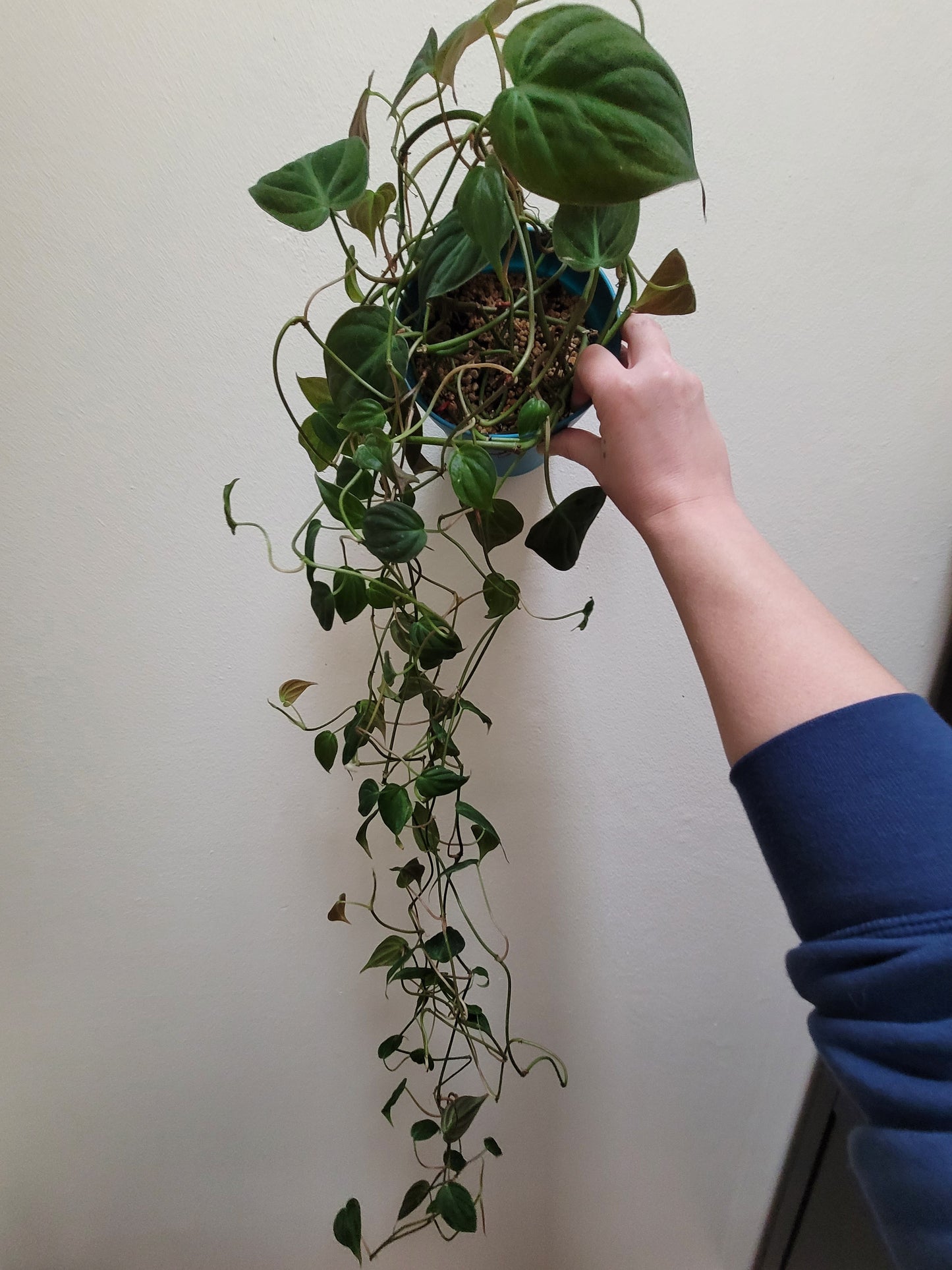 Philodendron Micans