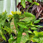 Syngonium Podophyllum ‘Pink Splash Allusion’