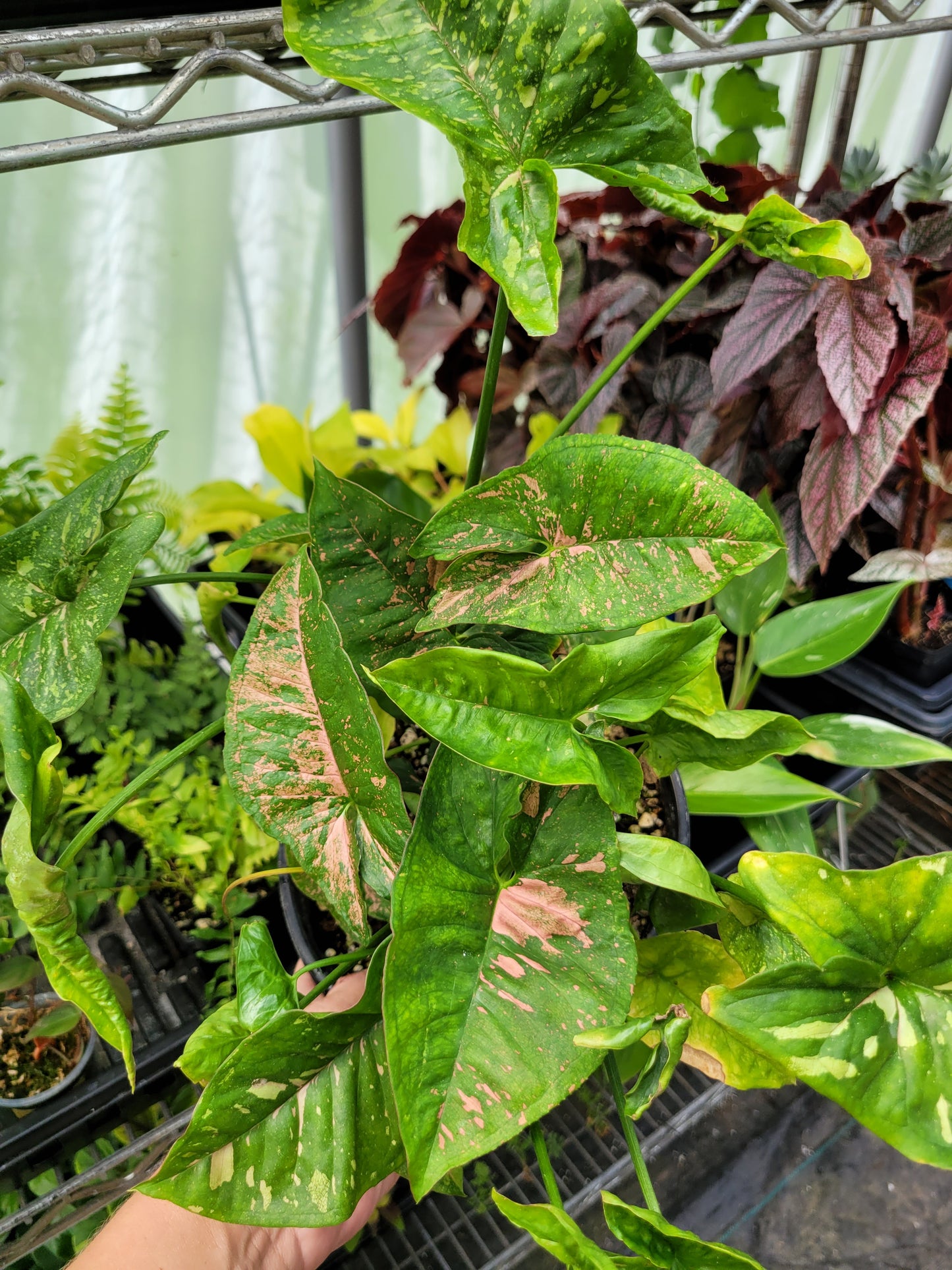 Syngonium Podophyllum ‘Pink Splash Allusion’