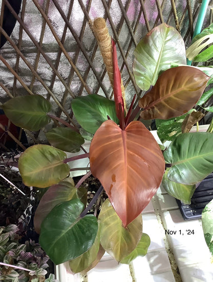 Philodendron ‘McColley’s Finale’