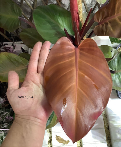 Philodendron ‘McColley’s Finale’