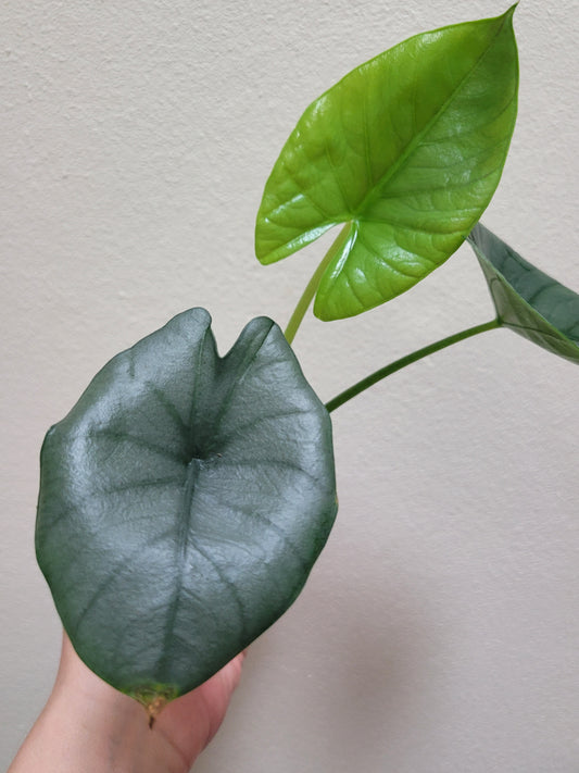 Alocasia reginae