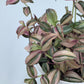 Tradescantia Zebrina ‘HappiLee’ (“Danny Lee”)