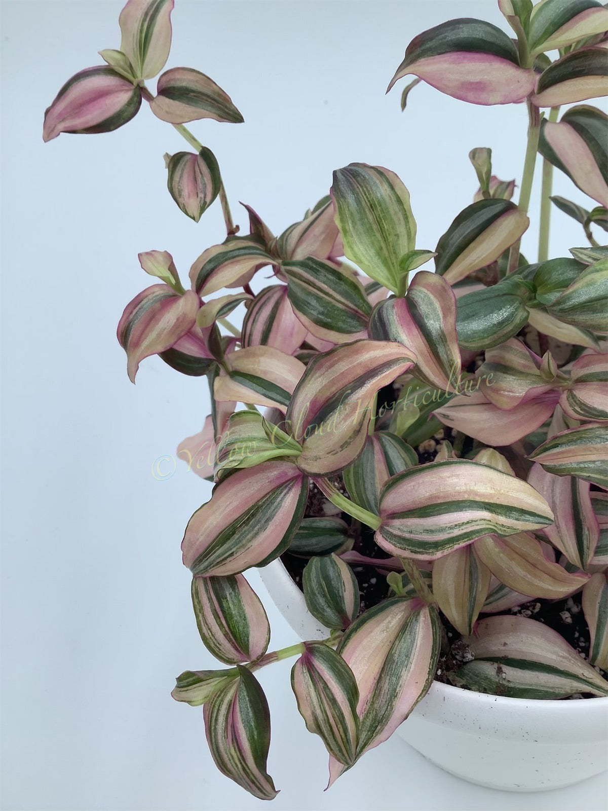 Tradescantia Zebrina ‘HappiLee’ (“Danny Lee”)