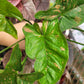 Syngonium Podophyllum ‘Pink Splash Allusion’