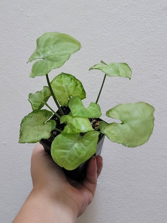 Syngonium podophyllum ‘Pixie’