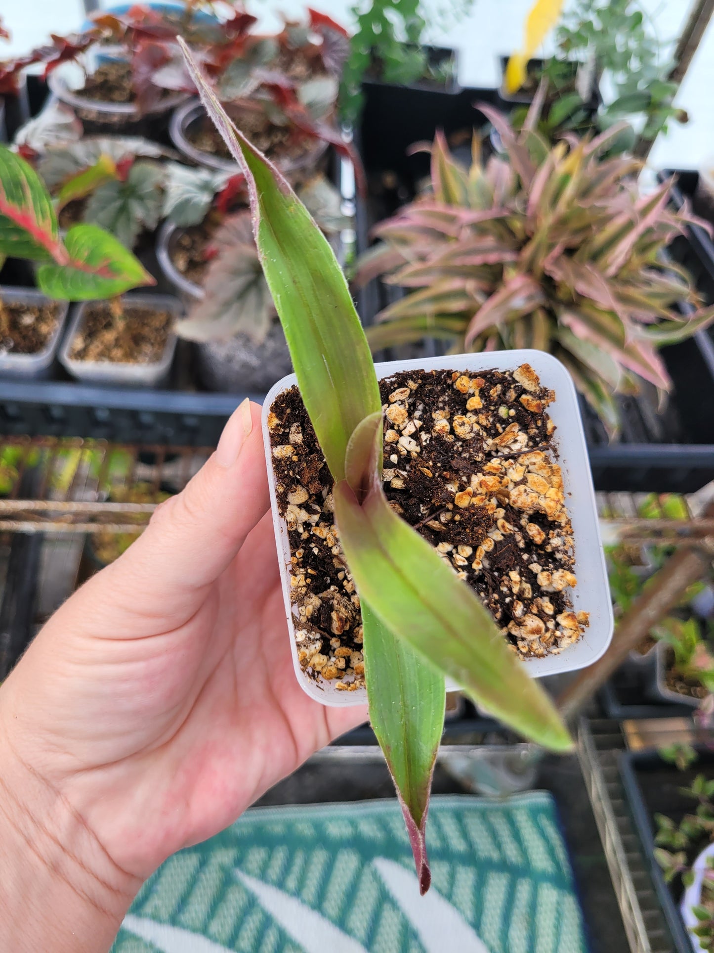 Cyanotis obtusa