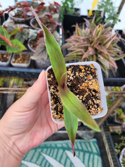 Cyanotis obtusa