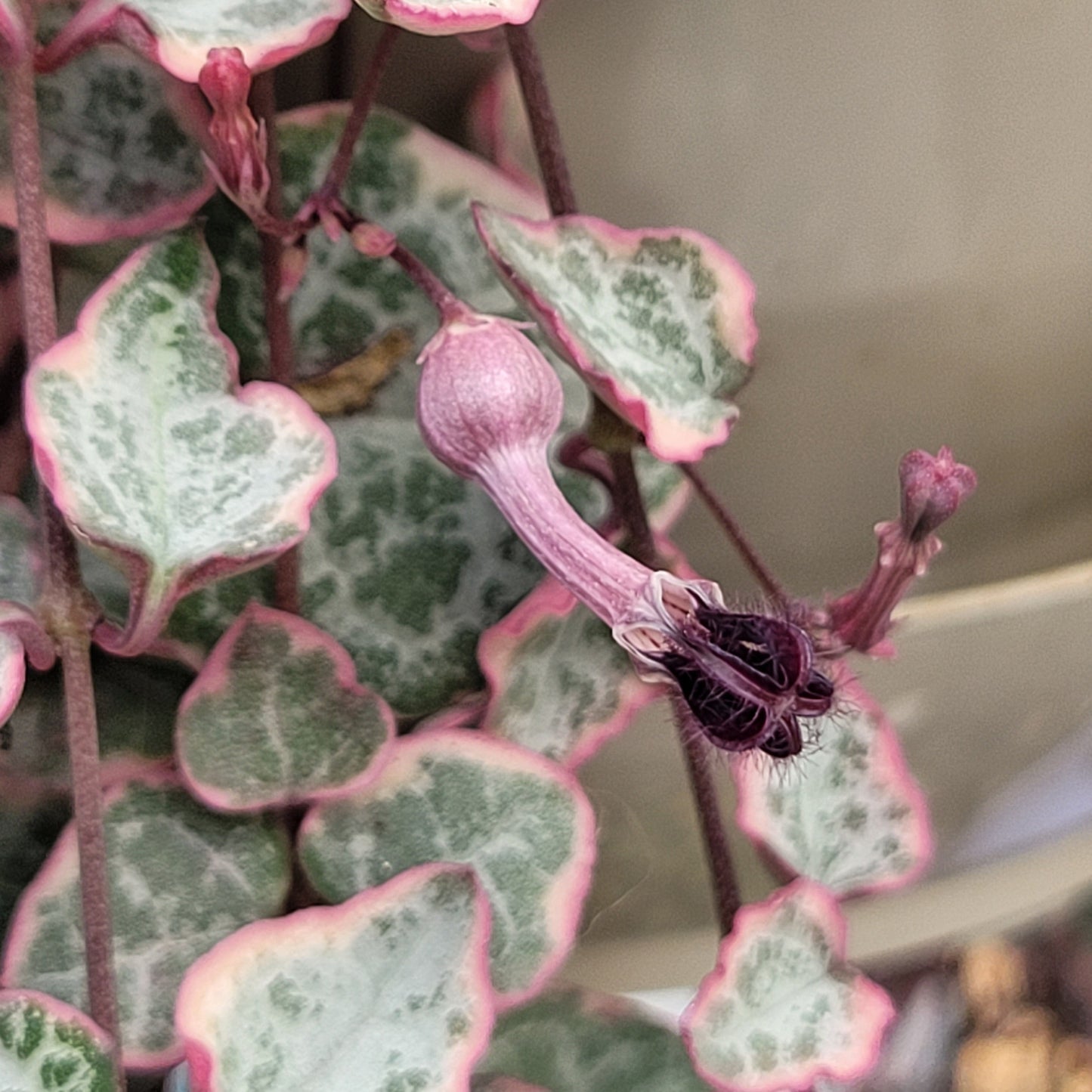 Ceriopegia linearis ‘Woodii’ (Variegated String of Hearts)