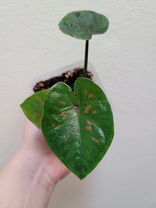 Caladium ‘Thai Red’