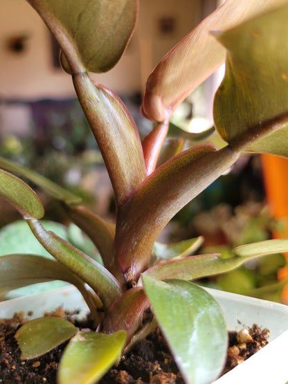 Philodendron ‘Black Cardinal’