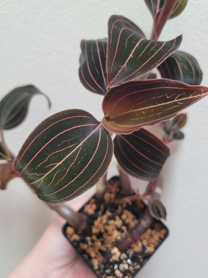 Jewel Orchid ‘Ludisia Discolor’