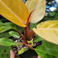 Philodendron Erubescens Prince of Orange