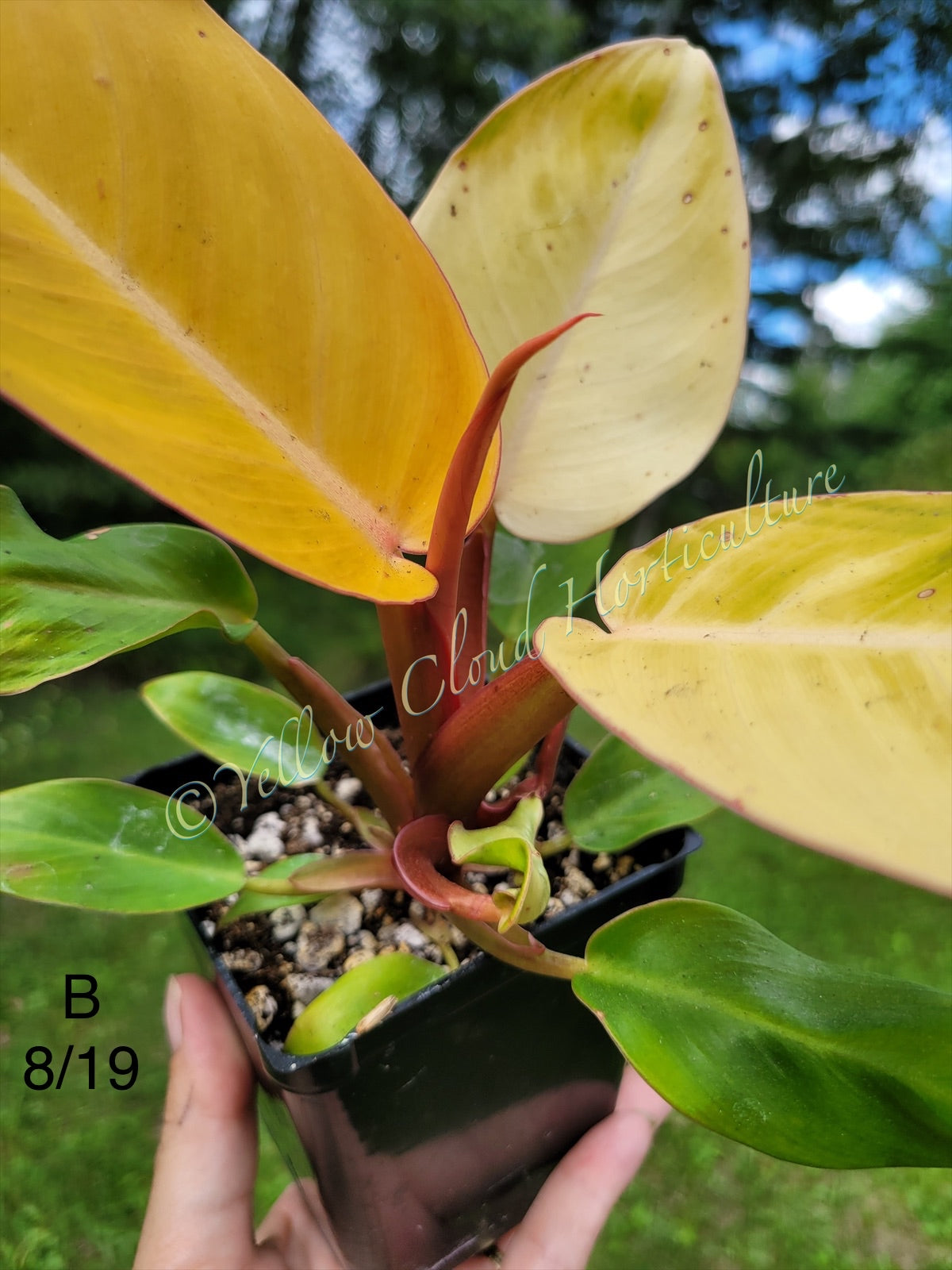 Philodendron Erubescens Prince of Orange