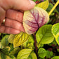 Plectranthus ‘Guacamole’ (Swedish Ivy)