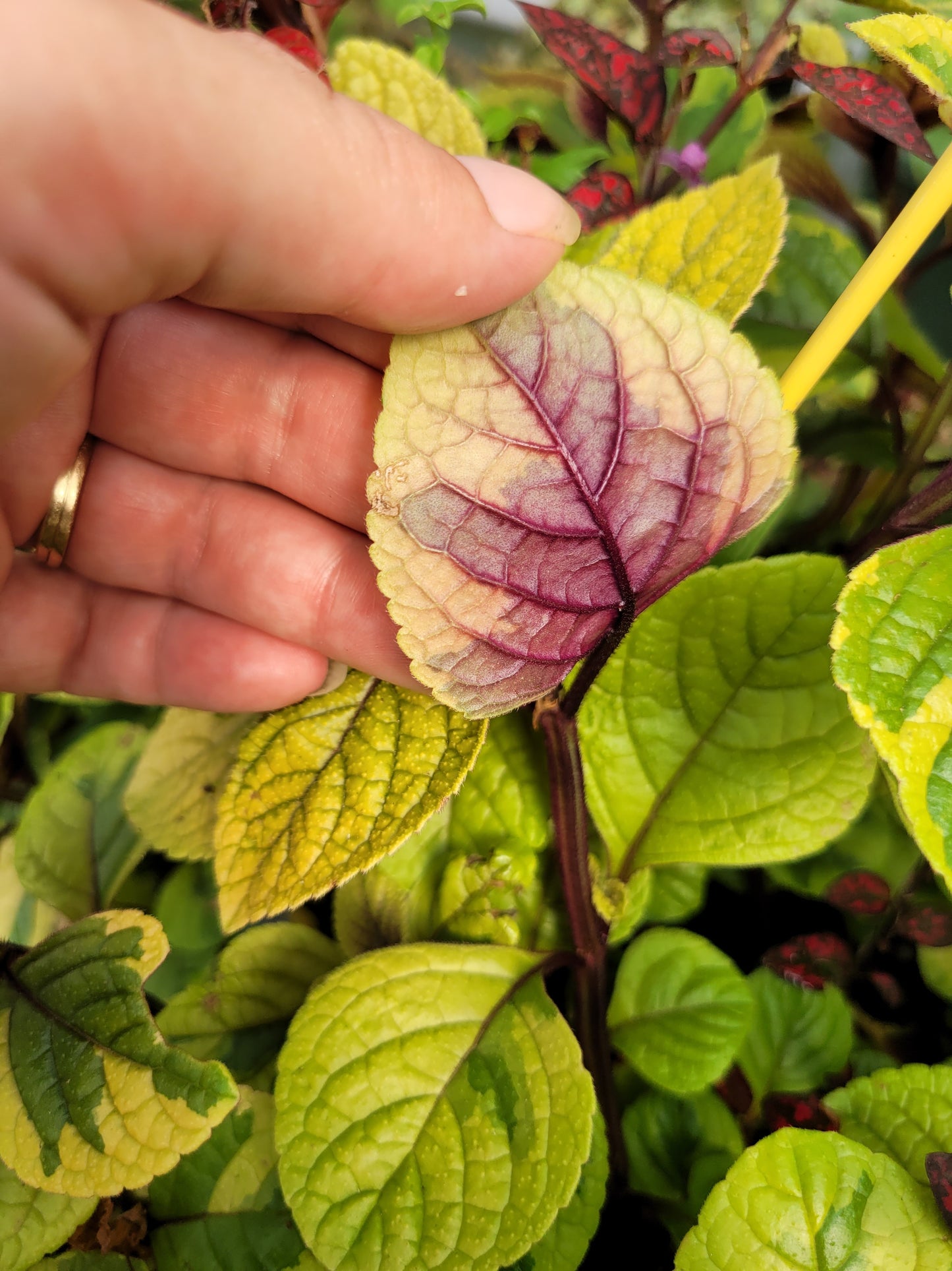 Plectranthus ‘Guacamole’ (Swedish Ivy)