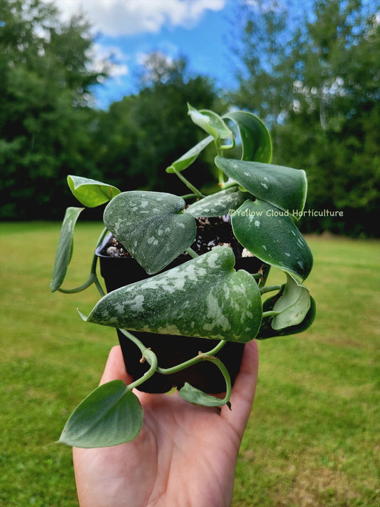 Scindapsus pictus 'Argyraeus' (“Satin Pothos”)