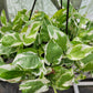 Epipremnum Aureum ‘Pearls and Jade’ Pothos