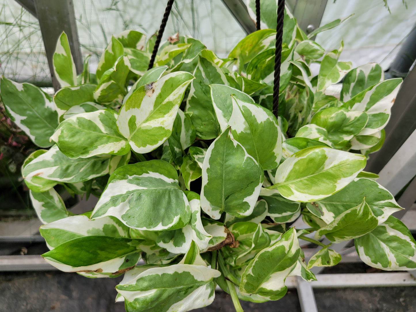 Epipremnum Aureum ‘Pearls and Jade’ Pothos