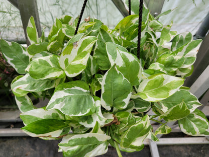 Epipremnum Aureum ‘Pearls and Jade’ Pothos