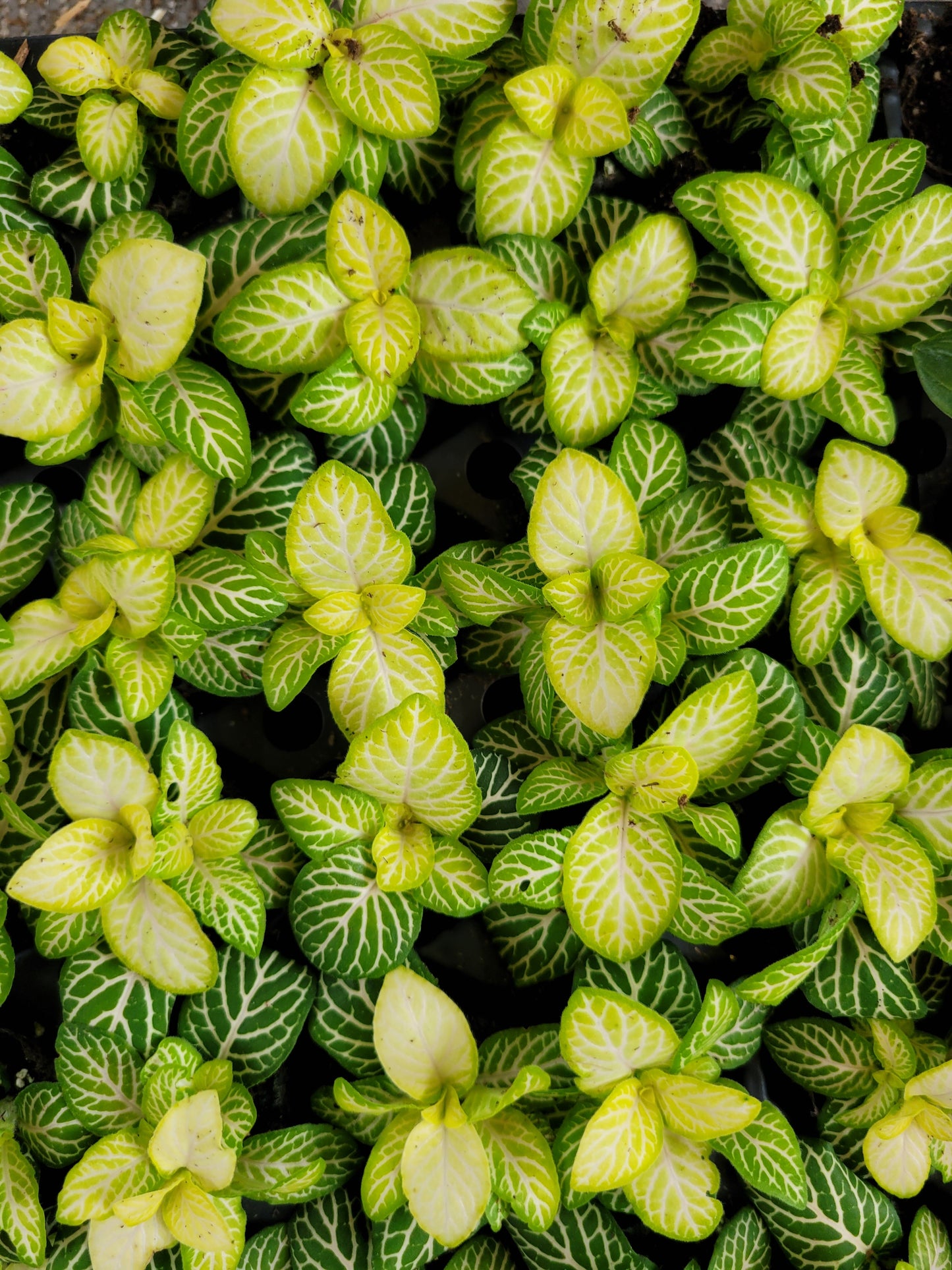 Fittonia Albivenis ‘Joly Lemon’