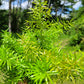 Asparagus Densiflorus ‘Sprengeri’(Asparagus fern/Foxtail fern)