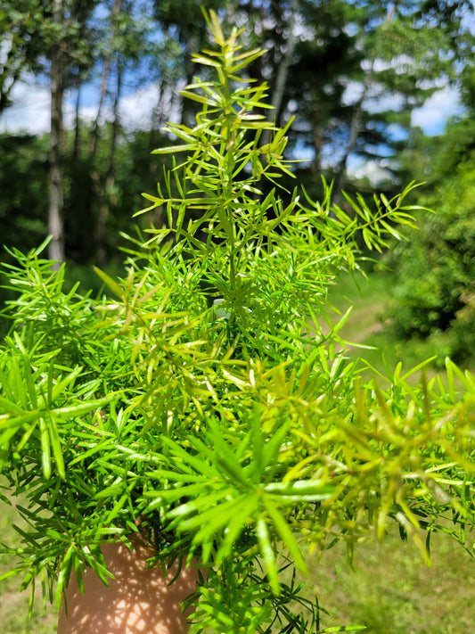 Asparagus Densiflorus ‘Sprengeri’(Asparagus fern/Foxtail fern)