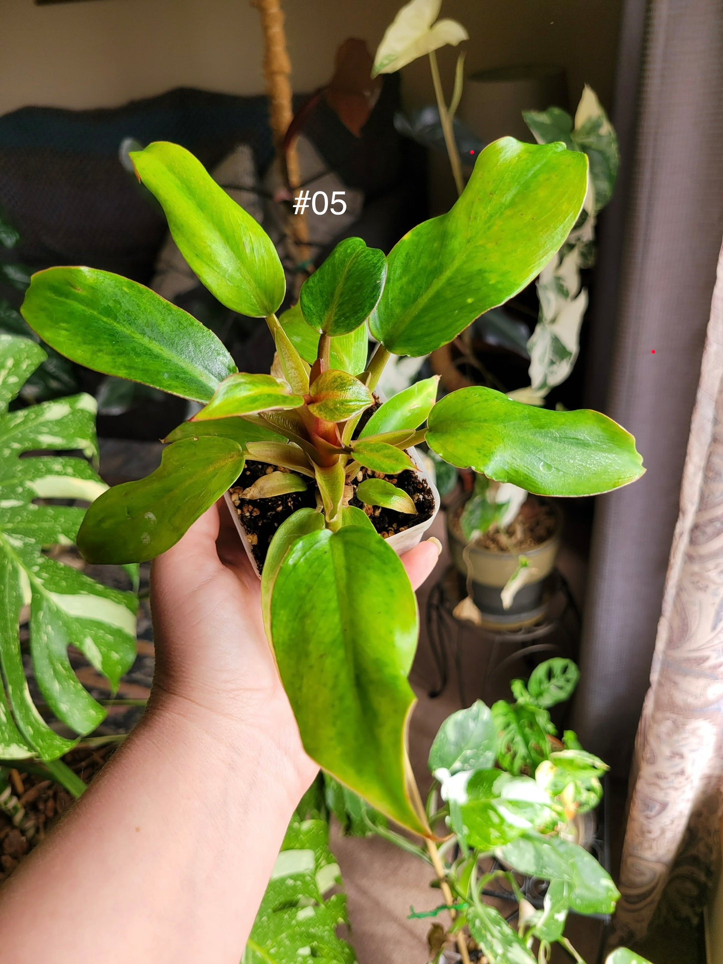 Philodendron 'Orange marmalade' (aka Quadcolor)