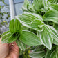 Tradescantia Continental ‘TPIWH01-0’ (“Pistachio White”)