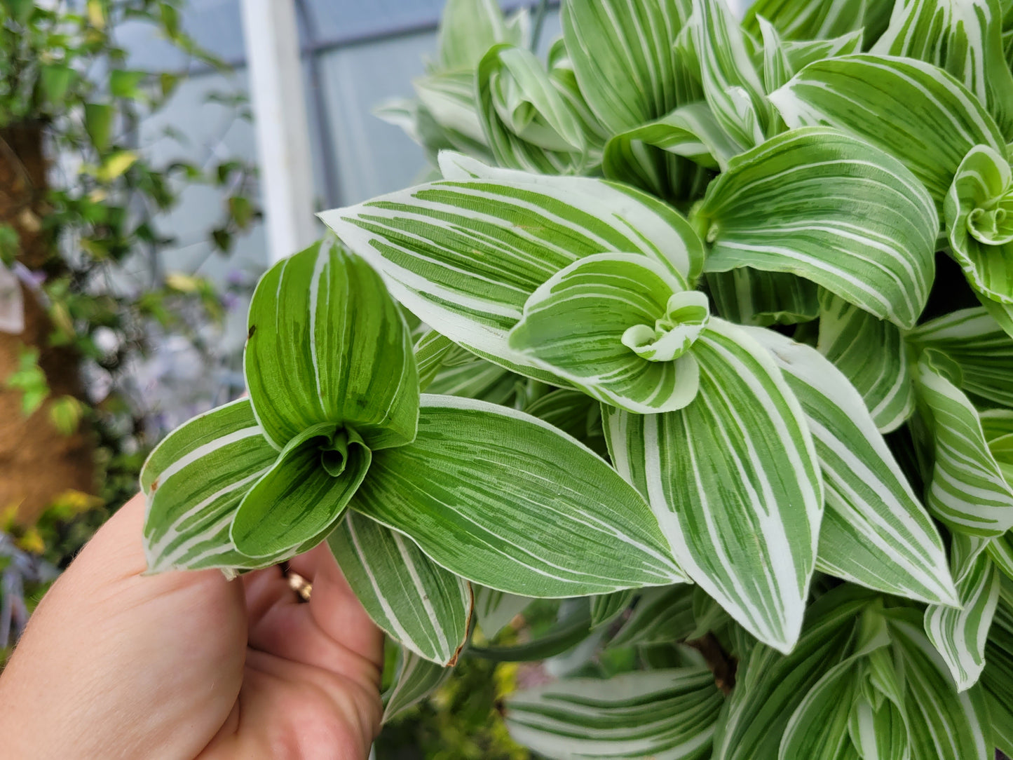 Tradescantia Continental ‘TPIWH01-0’ (“Pistachio White”)