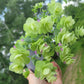 Origanum rotundifolium x scabrum ‘Kent Beauty’ (Ornamental Oregano)