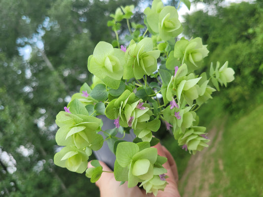 Origanum rotundifolium x scabrum ‘Kent Beauty’ (Ornamental Oregano)