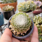 Sempervivum arachnoideum “Cobweb Hen & Chicks”