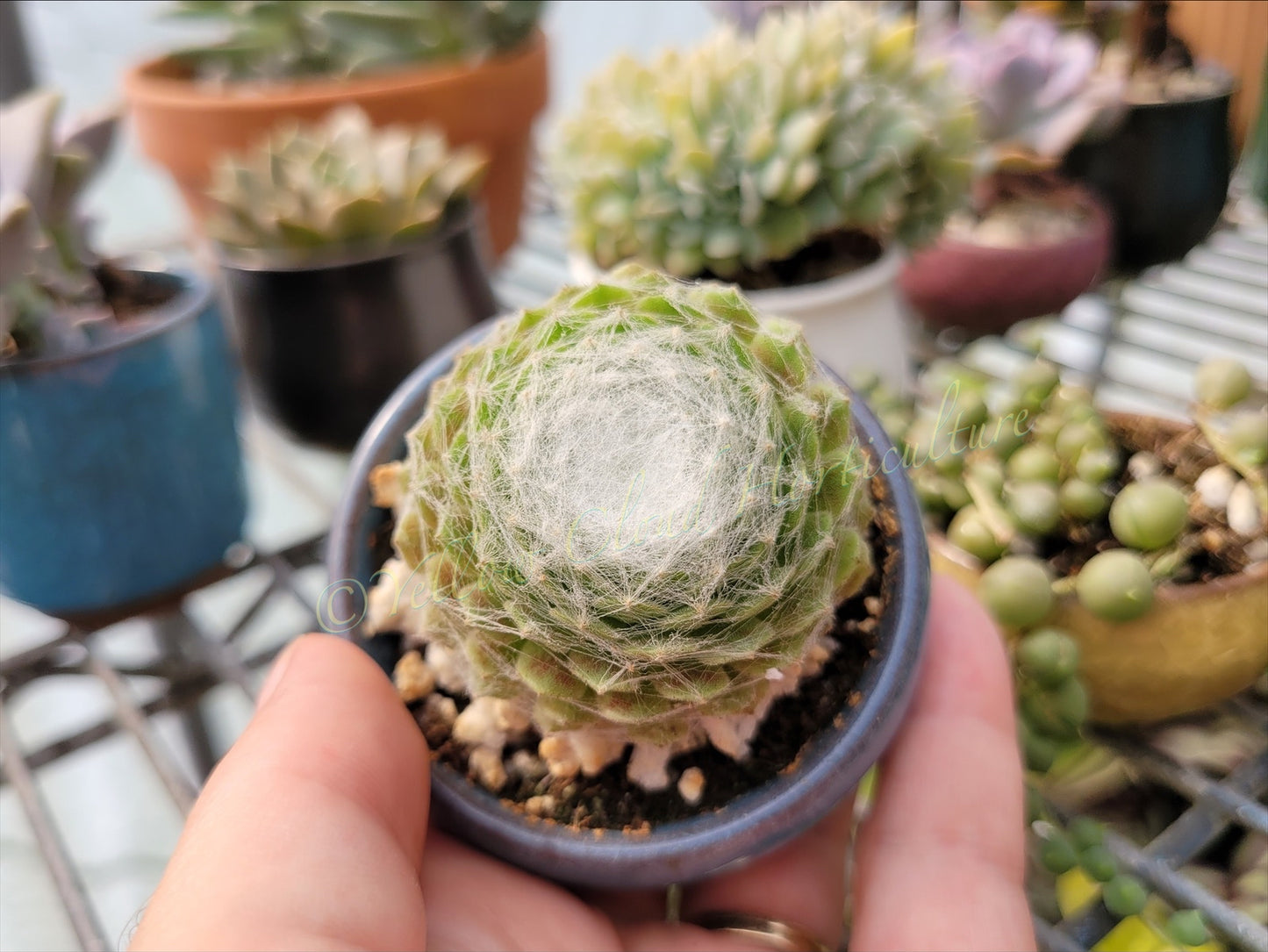 Sempervivum arachnoideum “Cobweb Hen & Chicks”