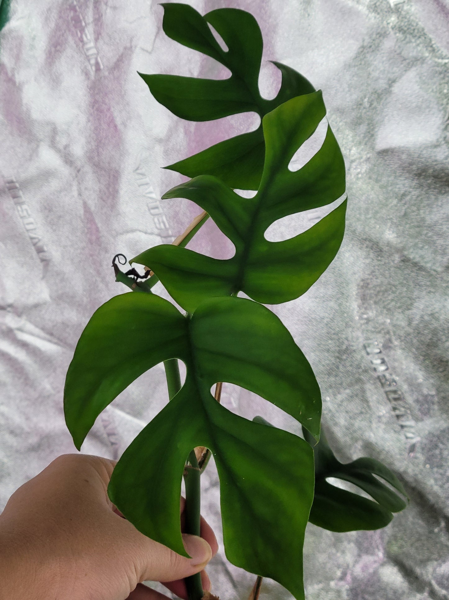 Rhaphidophora Tetrasperma “Mini Monstera”