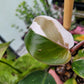 Philodendron ‘White Wizard’