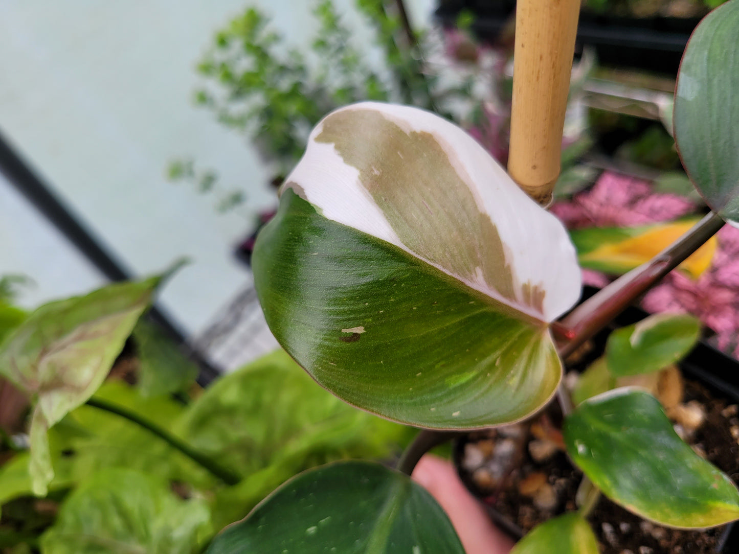 Philodendron ‘White Wizard’