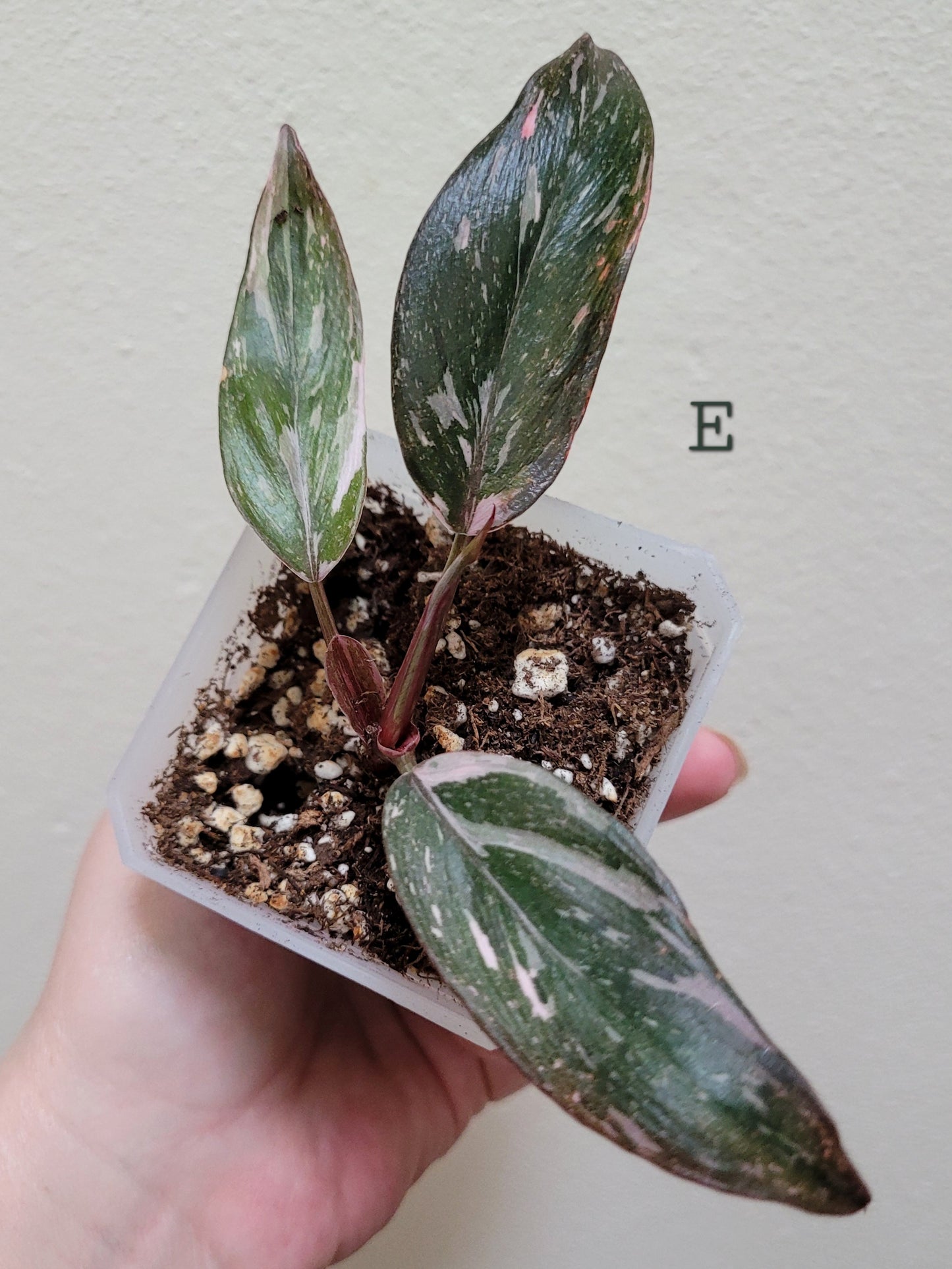 Philodendron Erubescens ‘Pink Princess’ “Marble”