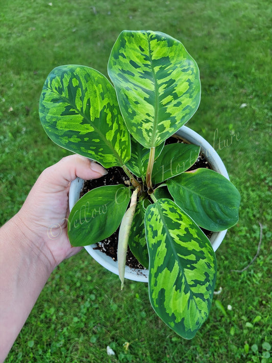 Homalonema wallisii ‘Camouflage’