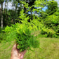 Asparagus setaceus (Asparagus plumosa fern)