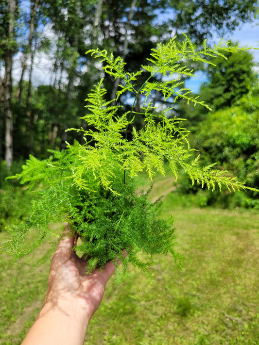 Asparagus setaceus (Asparagus plumosa fern)