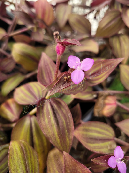 Tradescantia Zebrina var. Mollipila “Purple Plush”