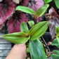 Tradescantia cerinthoides ‘Limelight’