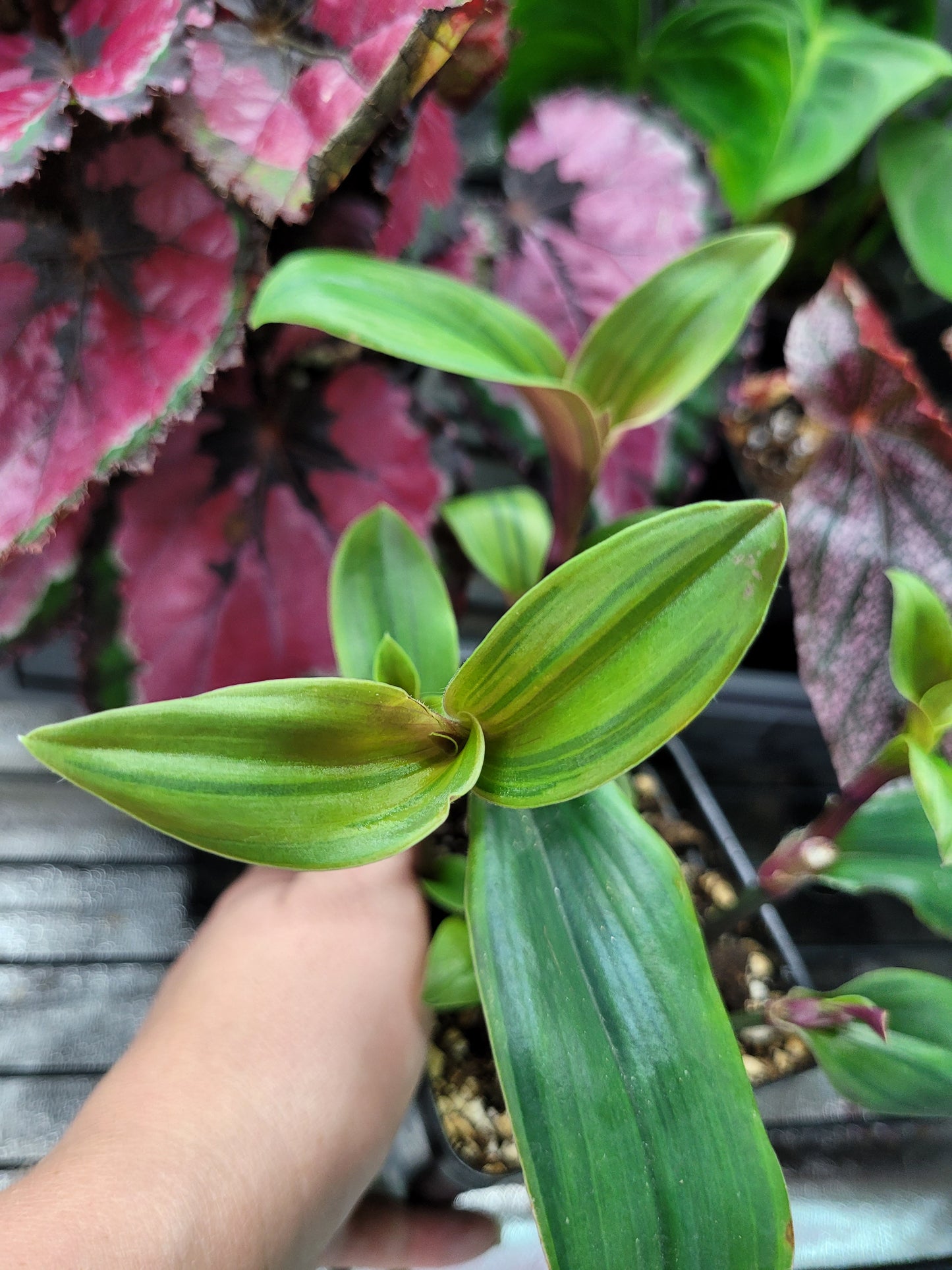 Tradescantia cerinthoides ‘Limelight’