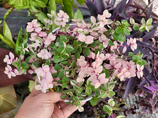 Callisia Repens ‘Bianca’